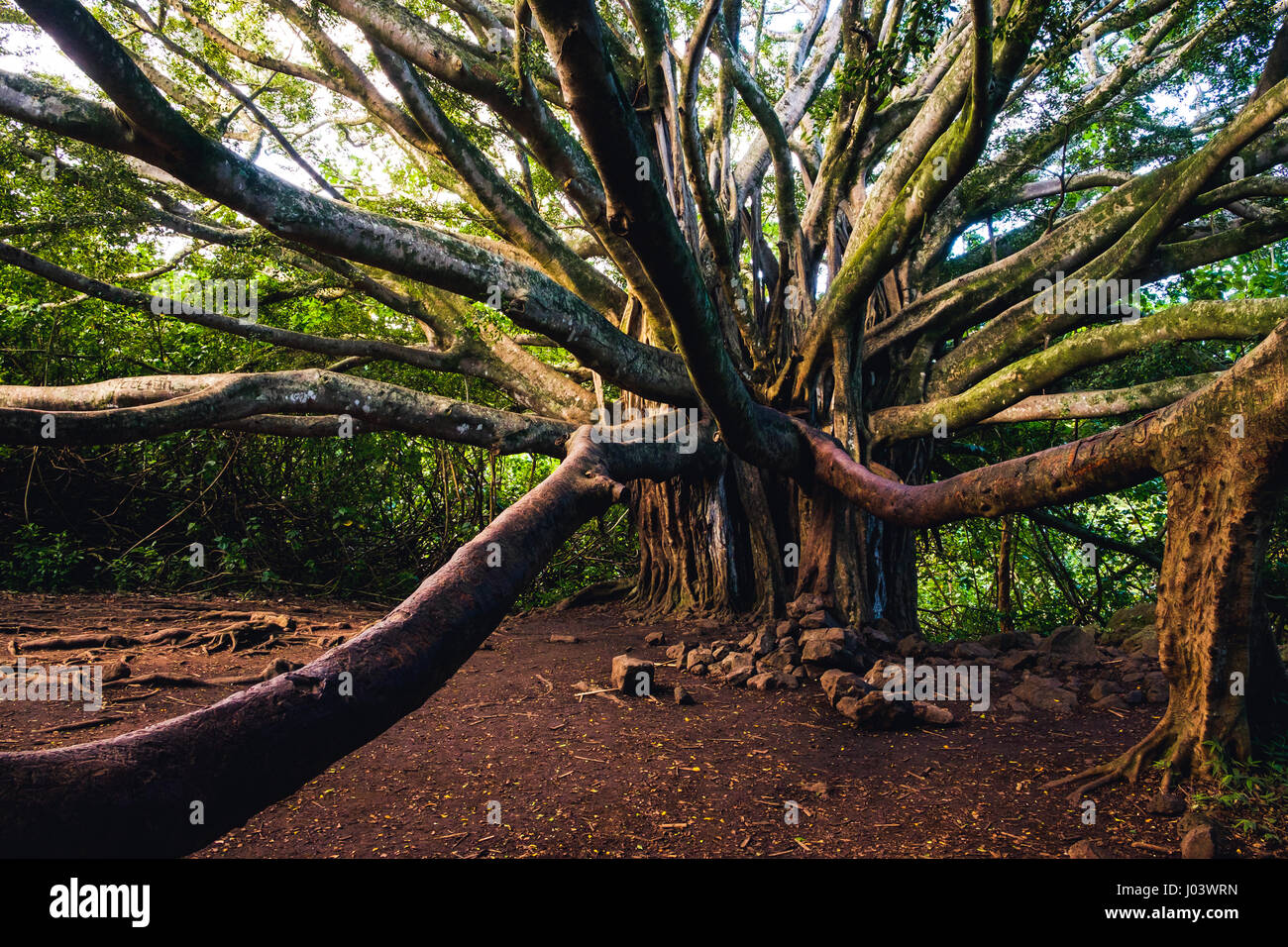 Landscape view of old big forest tree with long branches, Hawaii Stock Photo Alamy