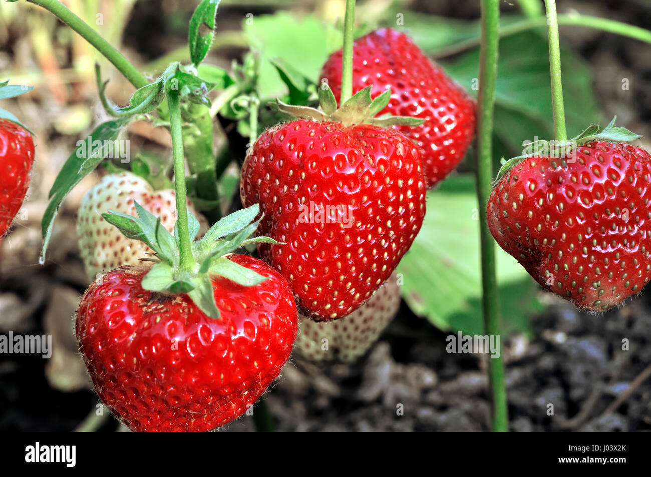 close-up of ripe strawberry in the vegetable garden Stock Photo - Alamy