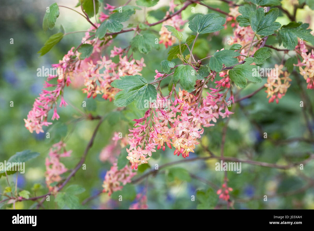 Ribes x beatonii flowers in Spring. Stock Photo