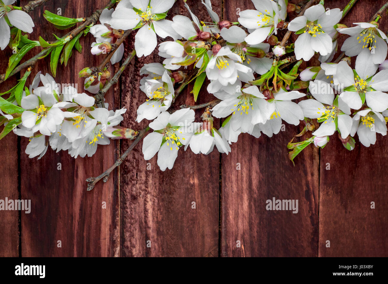 Flowering almond branches on a brown wooden surface, empty space at the bottom Stock Photo