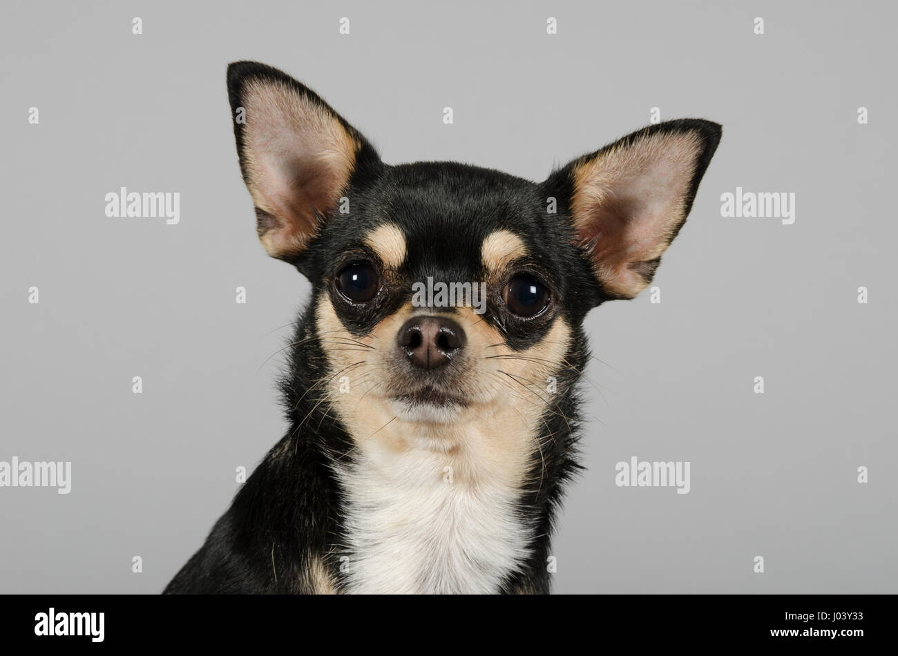 Chihuahua long ears Clearance