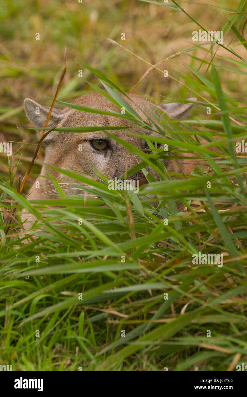 Cougar (Felis concolor) male 9 or 10 years old hiding in grass Stock Photo