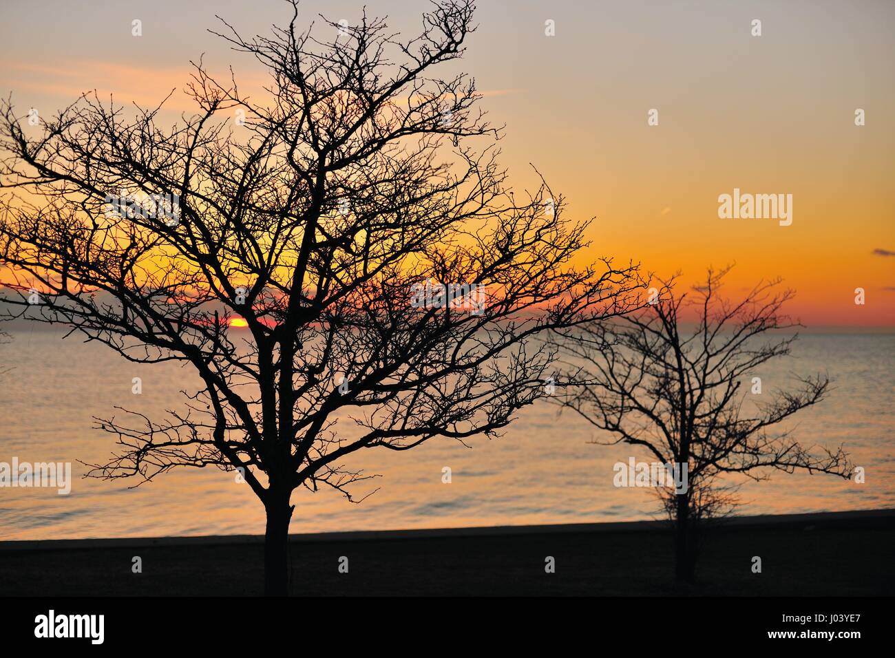 Leafless trees on a cold March morning become a silent sentry to the sun rising above the horizon and Lake Michigan. Chicago, Illinois, USA. Stock Photo