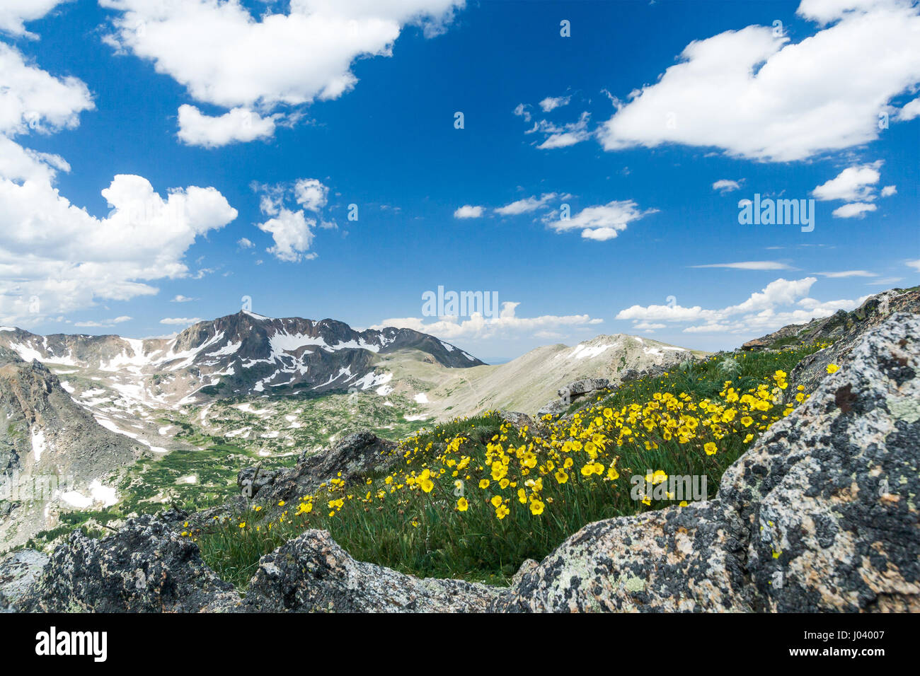 Wild flowers bloom along a trail in a colorful Colorado spring