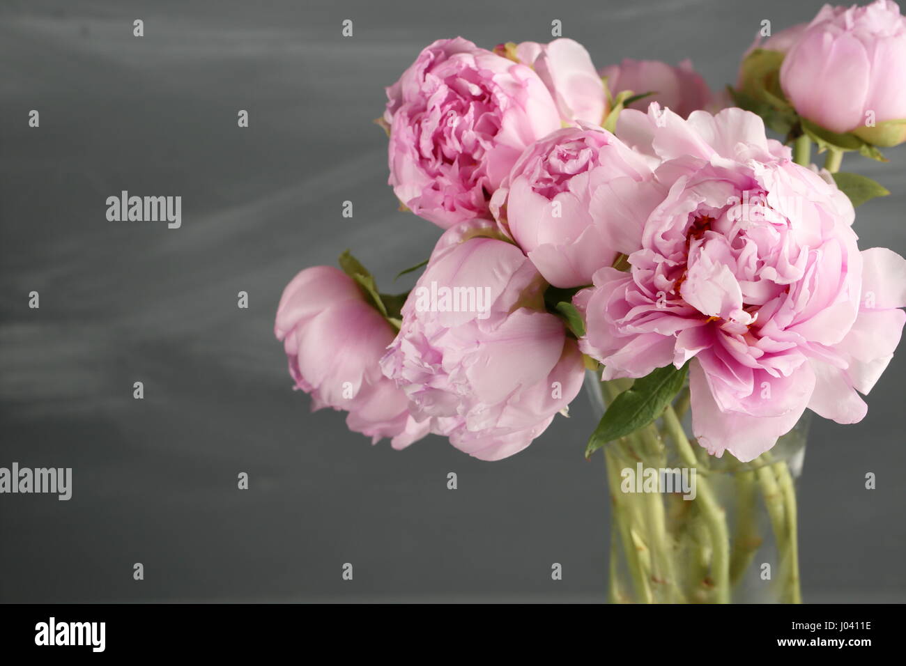 Pink peony flowers with leaves on gray background Stock Photo - Alamy