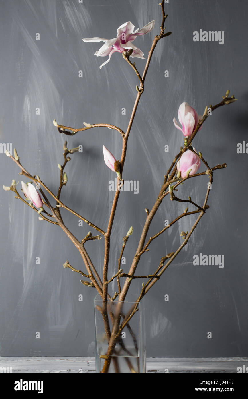 flowers magnolia in glass vase. Magnolia stellata . Still life Stock