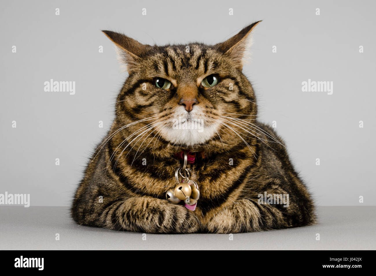 Grumpy cat, UK. Stock Photo