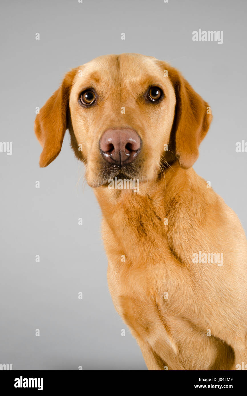 Portrait Of A Pet Dog Red Fox Labrador In The Uk Stock Photo Alamy