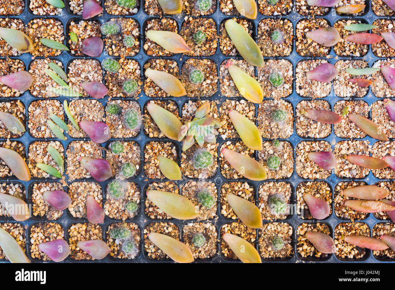 Multiple Cacti Multiple Cacti Succulent Flower Plants Propagating In Soil Stock Photo ...