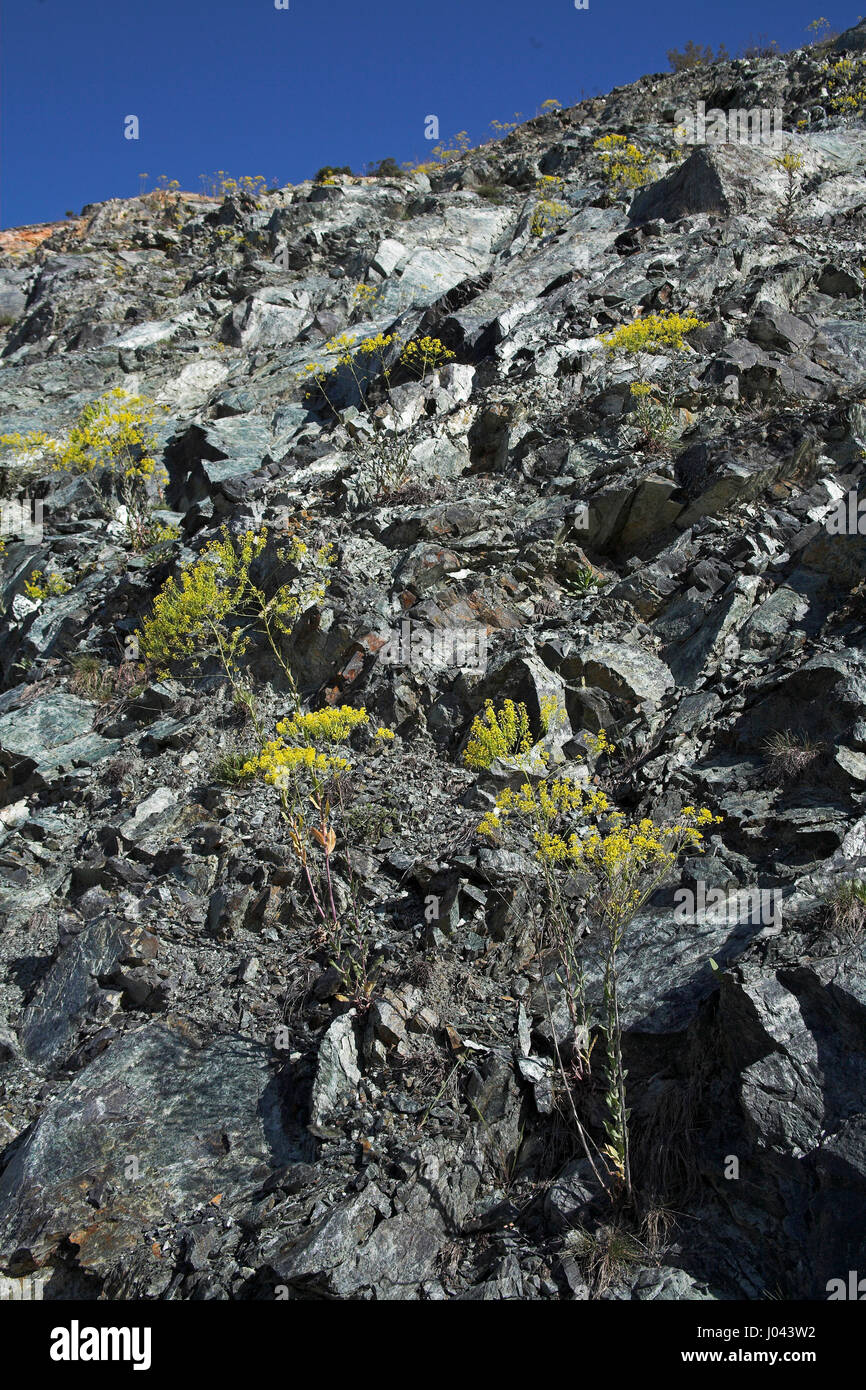 Woad Isatis tinctoria growing on rocky roadside bank Corsica France Stock Photo
