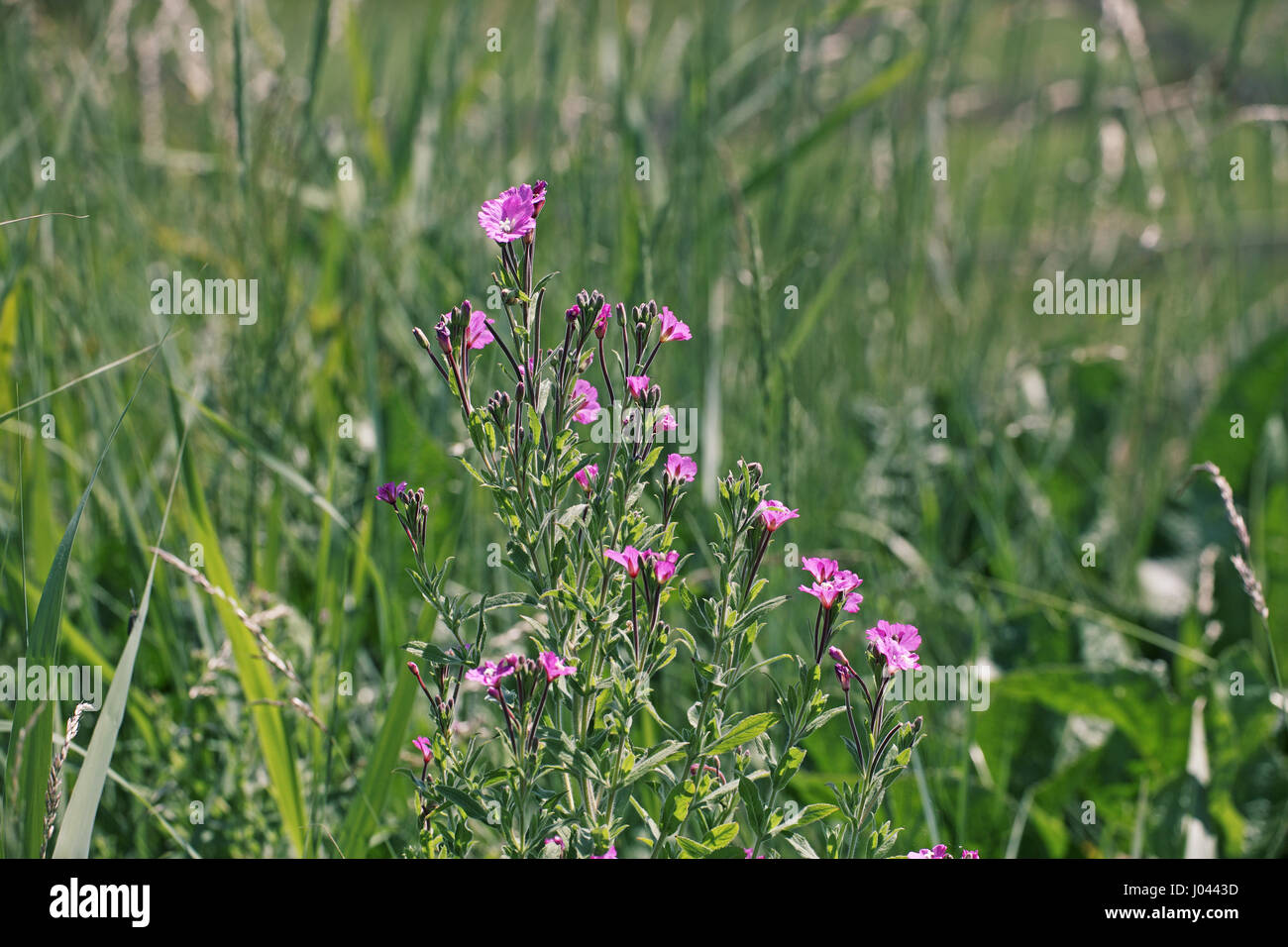 Great willowherb Epilobium hirsutum Stock Photo