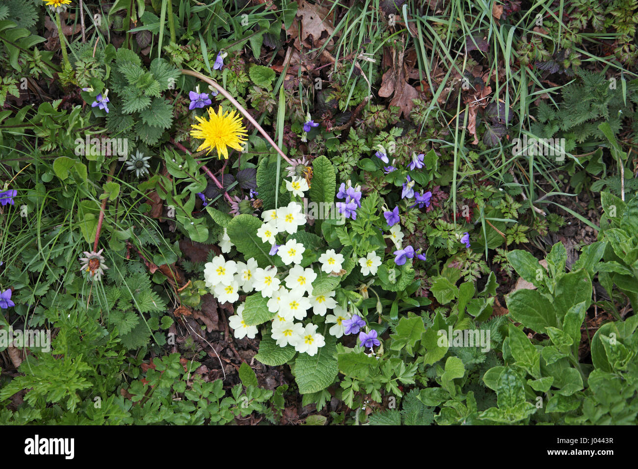 Primrose Primula vulgaris with Common dog-violet Viola riviniana and Dandelion Taraxacum agg Stock Photo