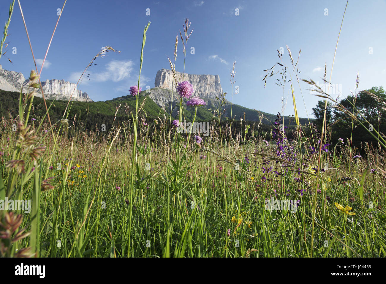 Wild flower meadow with Mont Aiguille beyond Stock Photo