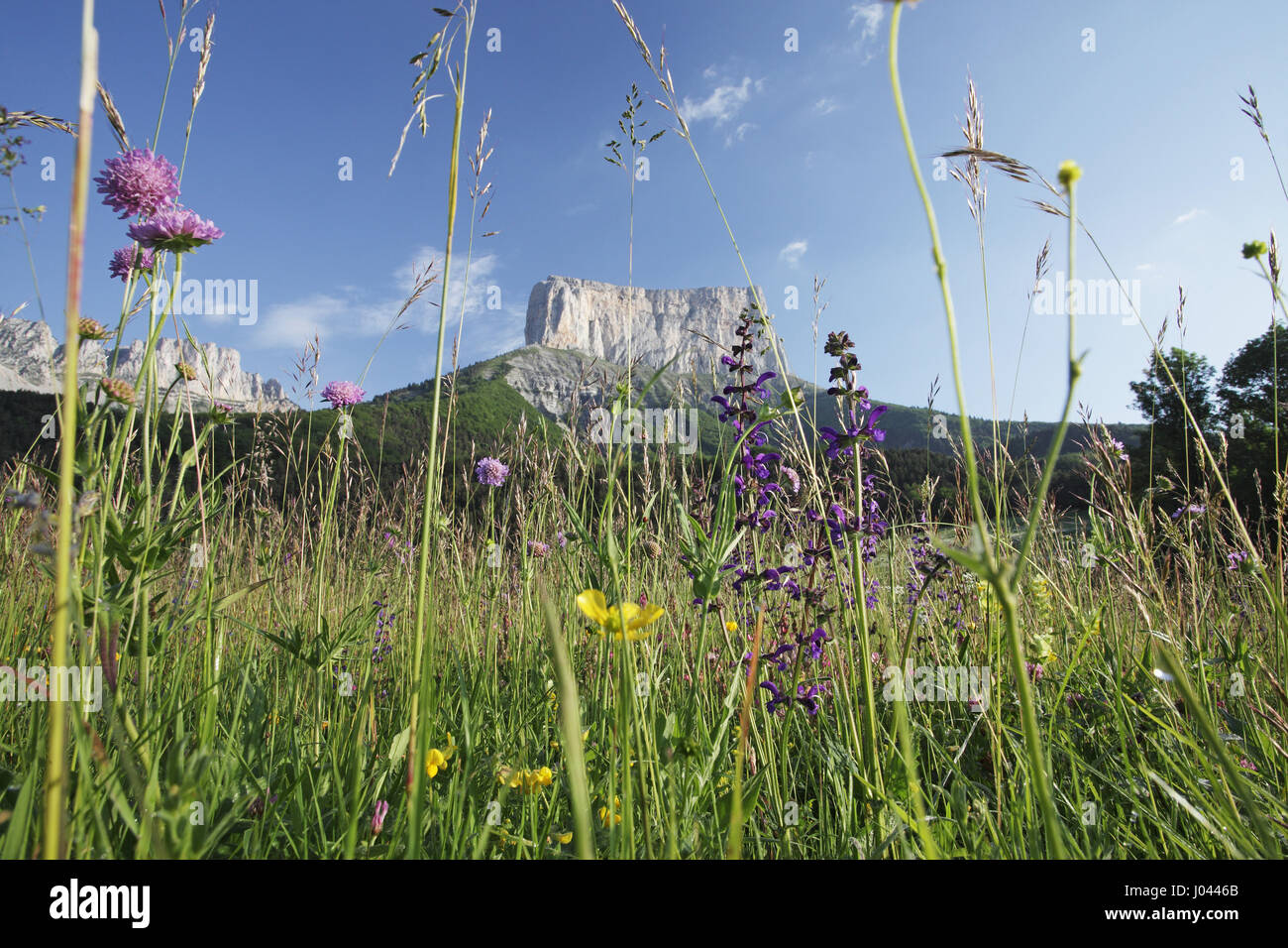 Wild flower meadow with Mont Aiguille beyond Stock Photo