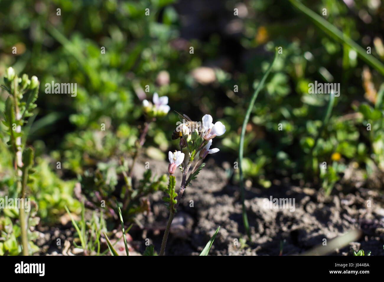 Honey bee and wildflowers hi-res stock photography and images - Alamy