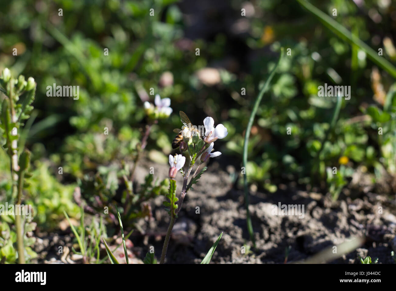 Wildflowers bees hi-res stock photography and images - Alamy