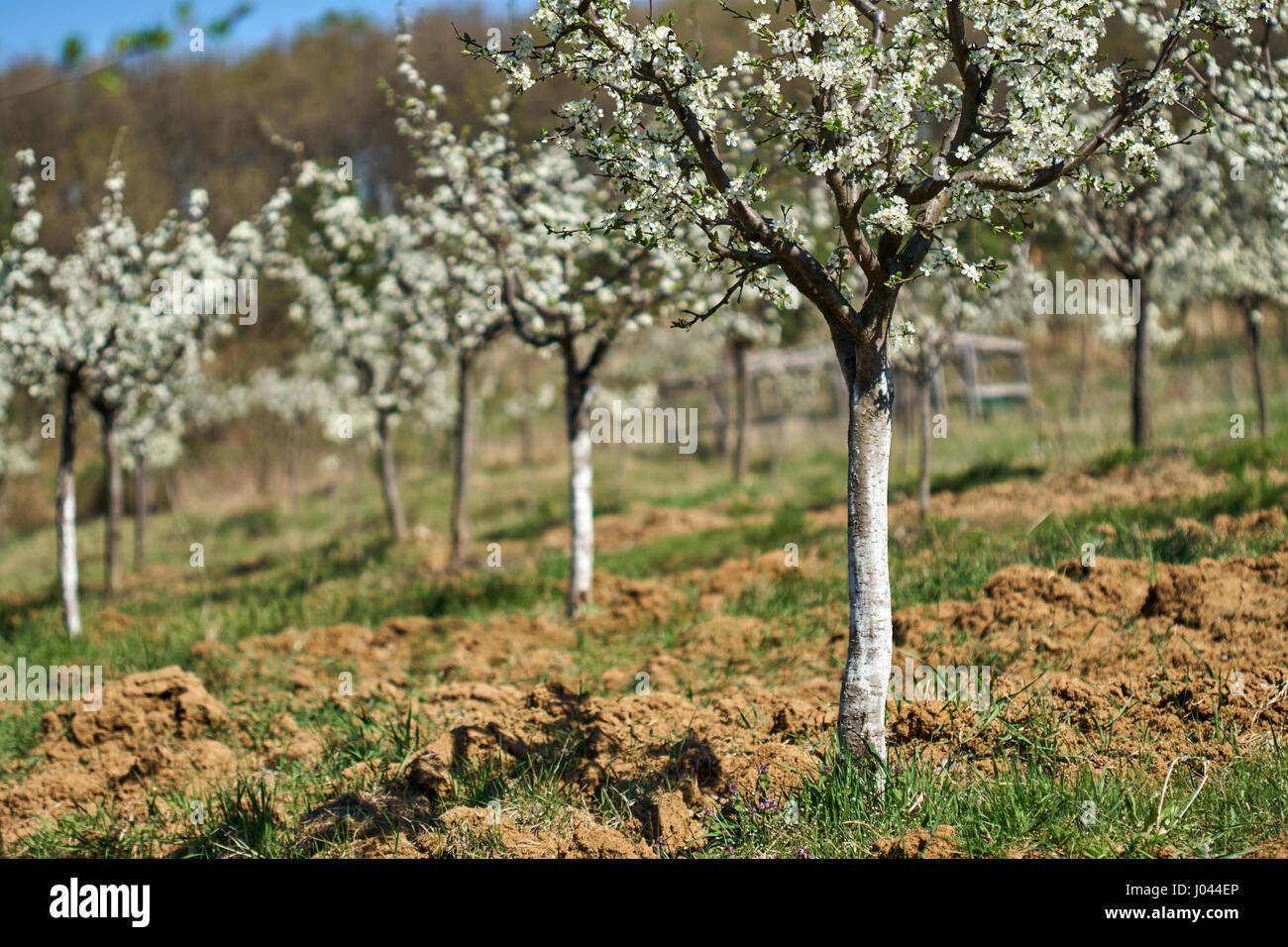 Cherry trees garden at springtime in a sunny day Stock Photo Alamy