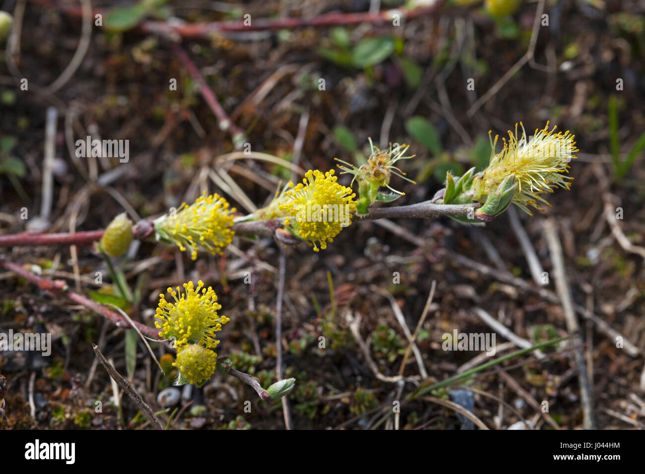 Creeping willow Salix repens in dune slack Aberffraw Dunes SSSI Anglesey Wales UK April 2016 Stock Photo