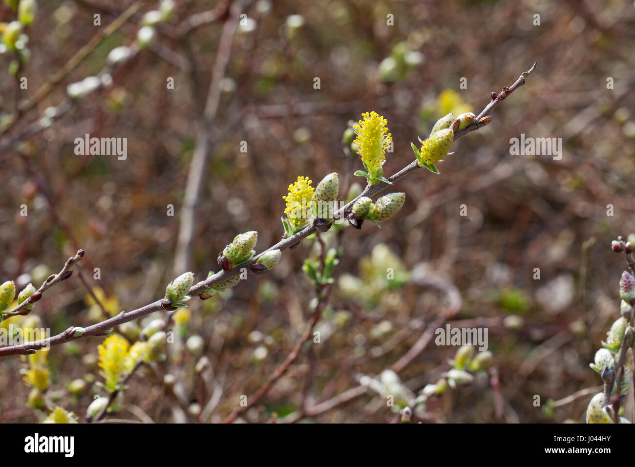 Creeping willow Salix repens in dune slack Aberffraw Dunes SSSI Anglesey Wales UK April 2016 Stock Photo