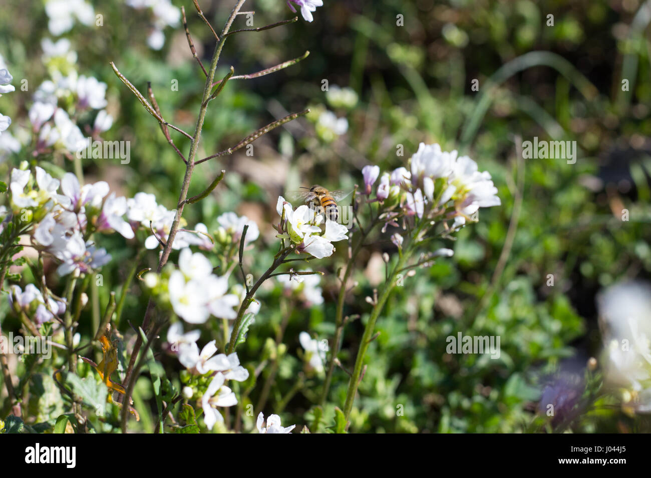 Wildflowers bees hi-res stock photography and images - Alamy