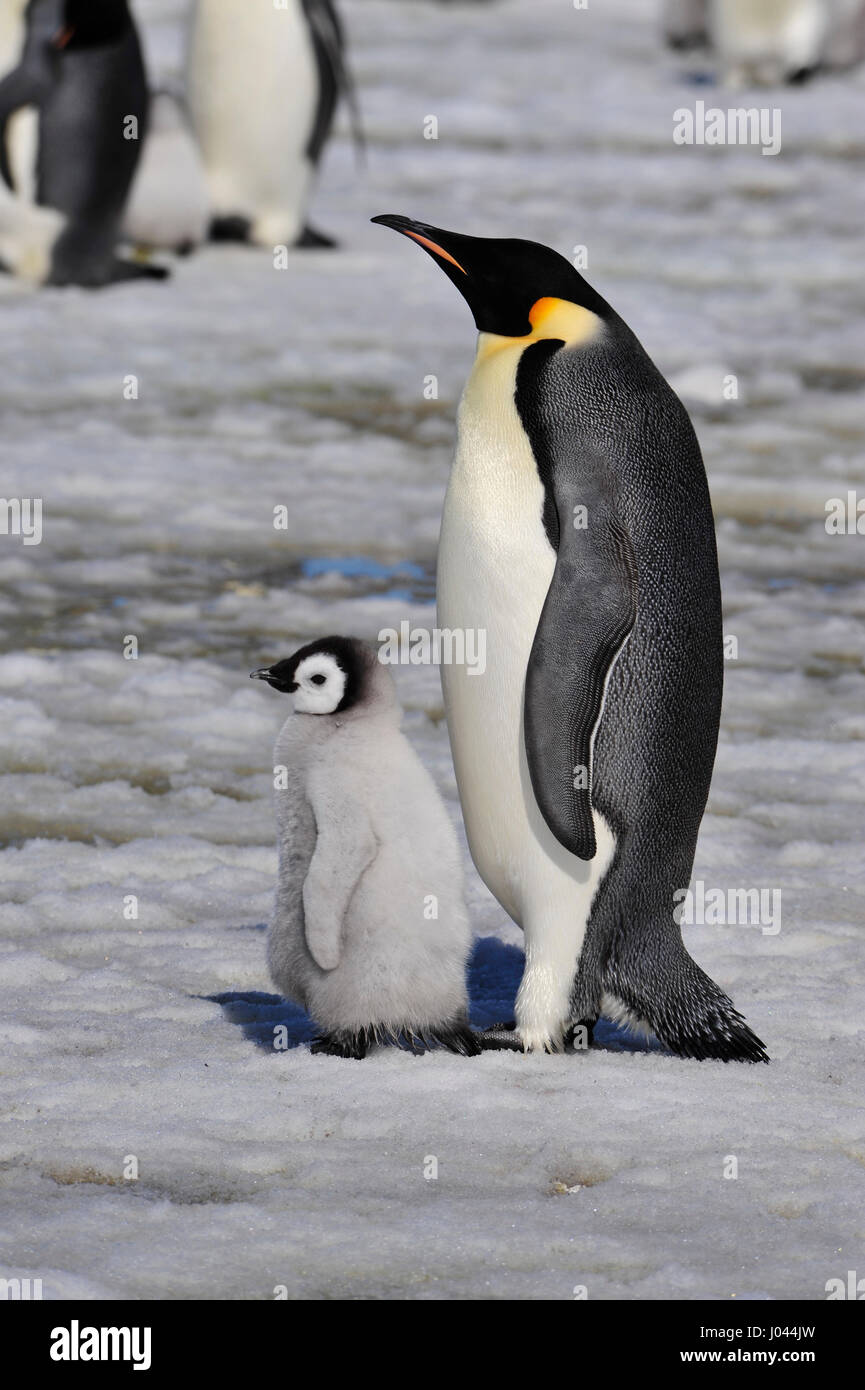 Emperor Penguin with chick Stock Photo