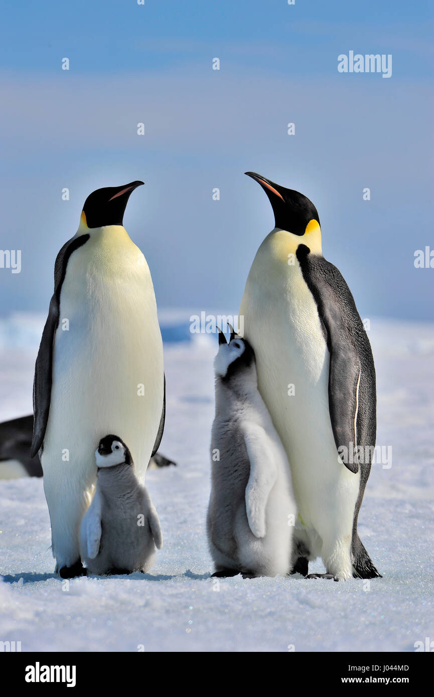 Emperor Penguin with chick Stock Photo