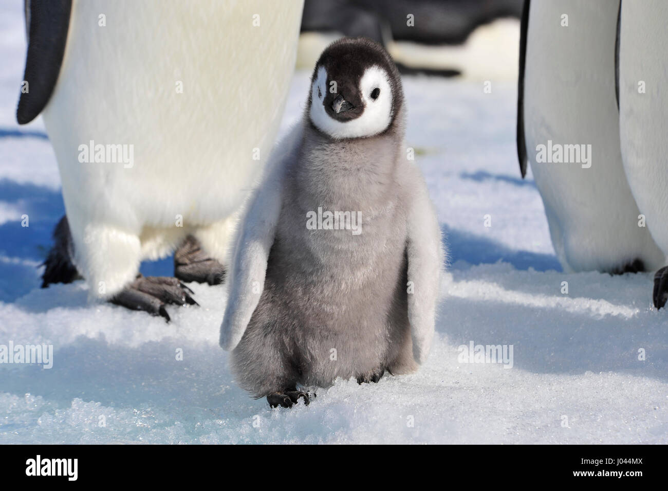 Emperor Penguin chicks in Antarctica Stock Photo