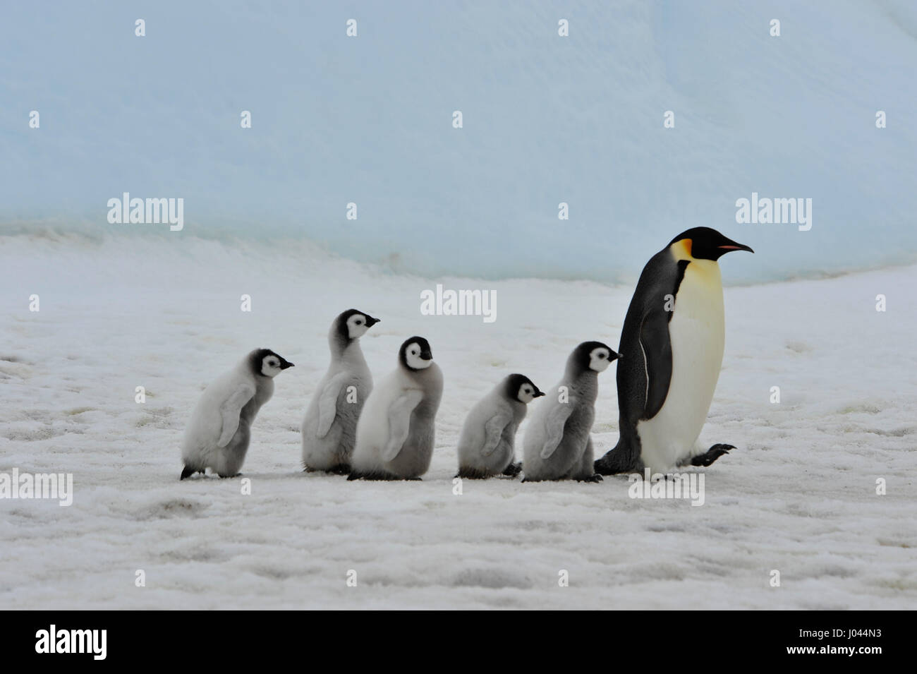 Emperor Penguins with chicks Stock Photo