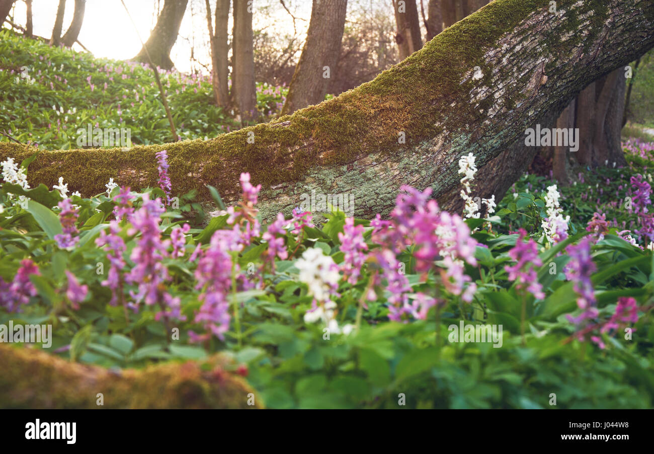 Spring blooming natural sunset background with flowers and sunlight ...