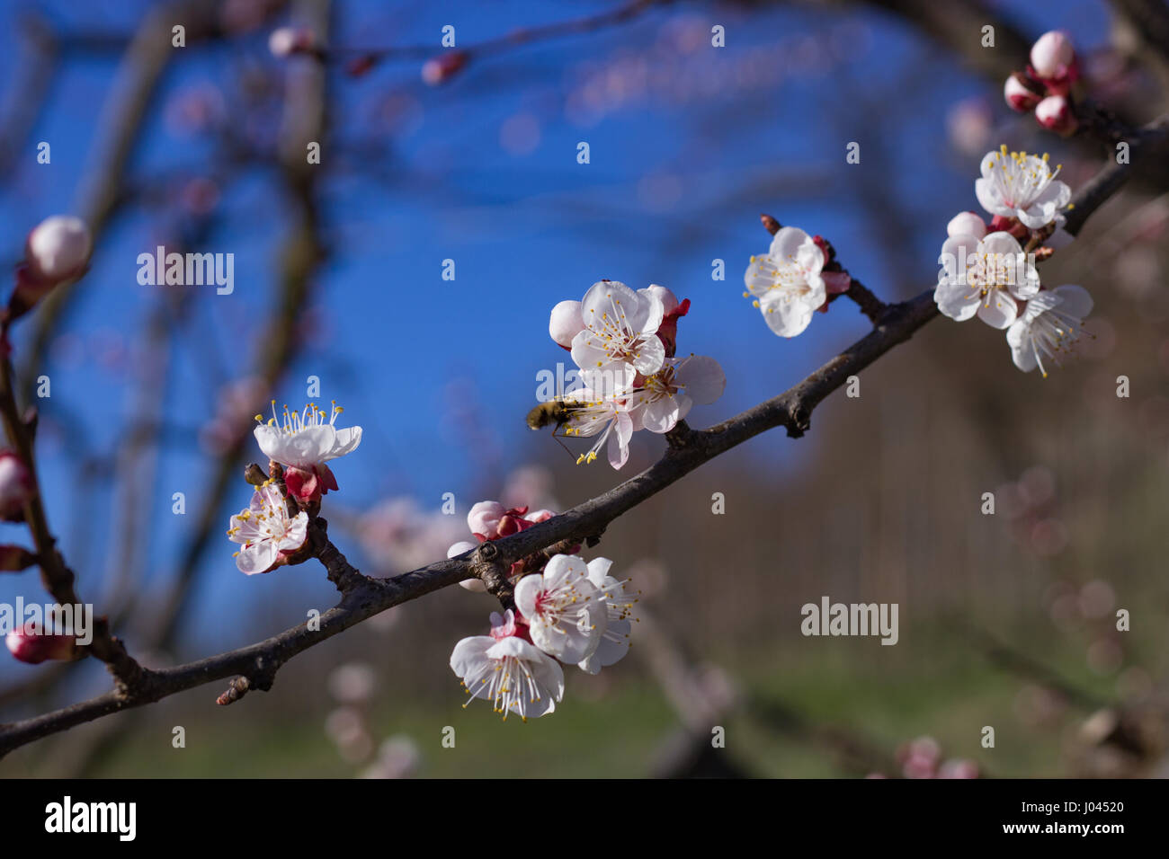 Hummingbird Insect on Apricot Flowers in the Sunset Stock Photo