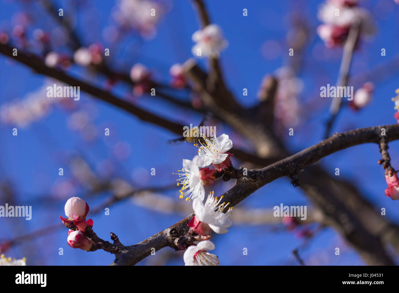 Hummingbird Insect on Apricot Flowers in the Sunset Stock Photo