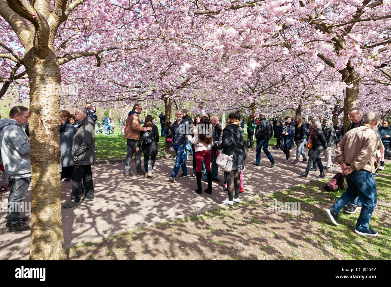 The popular Cherry Blossom Avenue at Bispebjerg Cemetery, Copenhagen, Denmark. Stock Photo