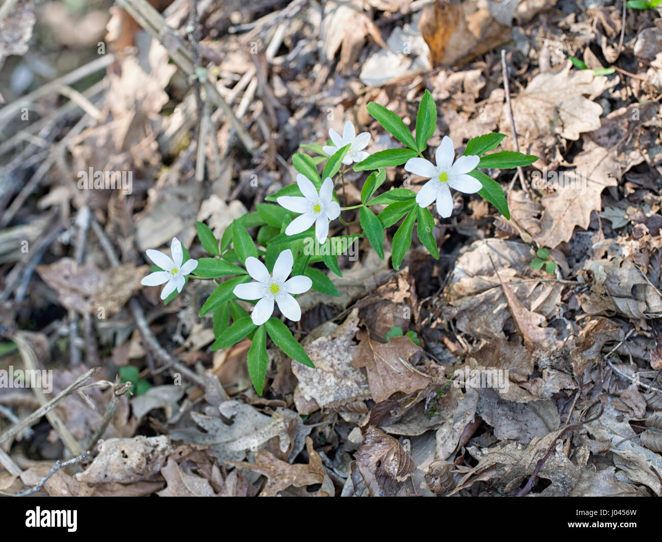 Spring wild flowers. Wood anemones. Stock Photo