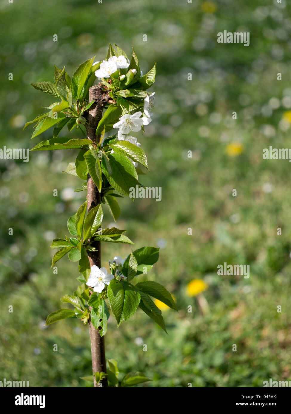 608 Miniature Cherry Tree Stock Photos, High-Res Pictures, and