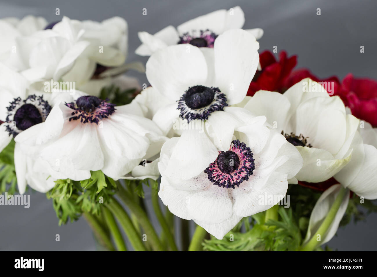 Close-up of a white and red poppies anemones in vase. Many flowers - gray background. winter flower Stock Photo