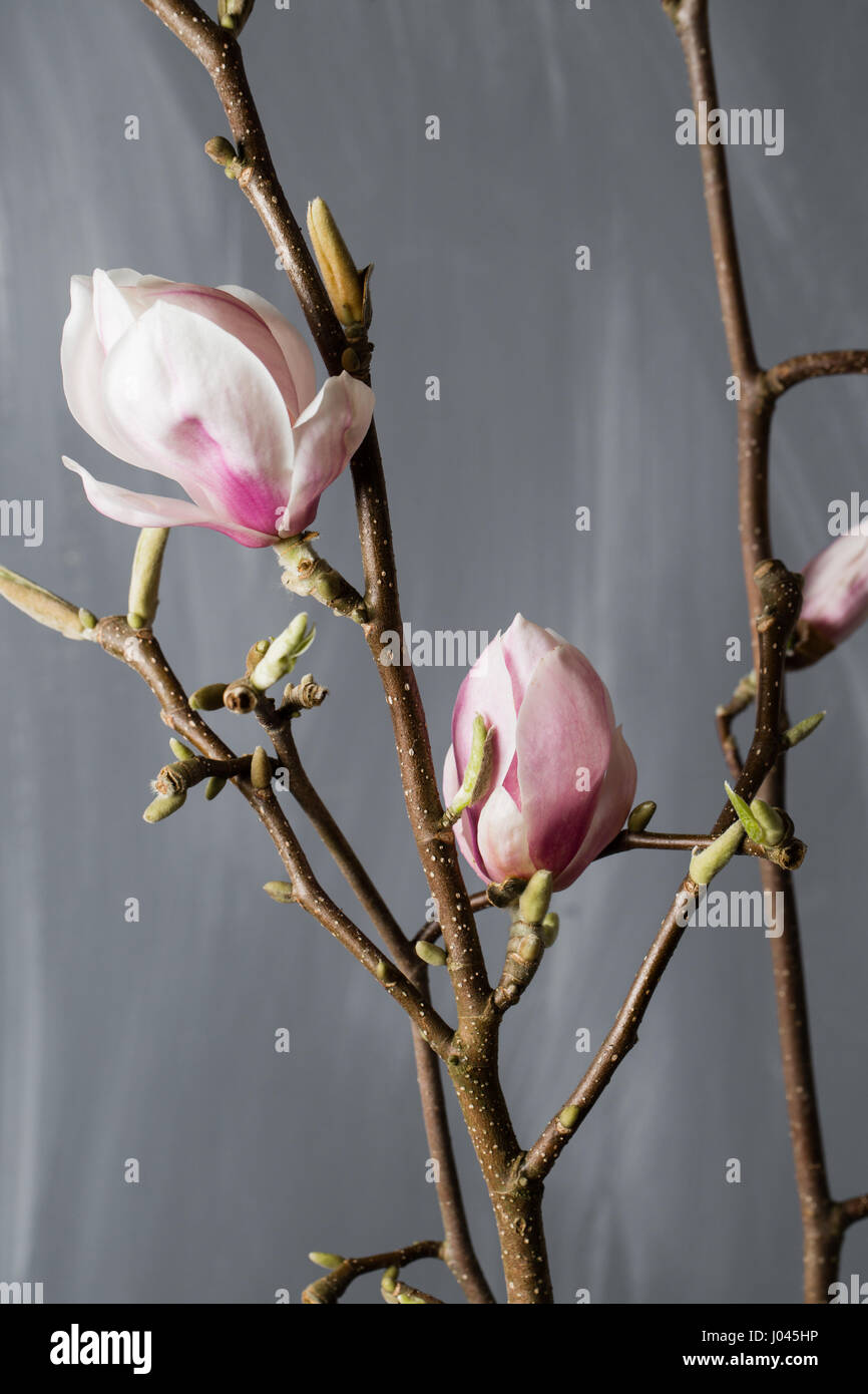 flowers magnolia in glass vase. Magnolia stellata . Still life Stock