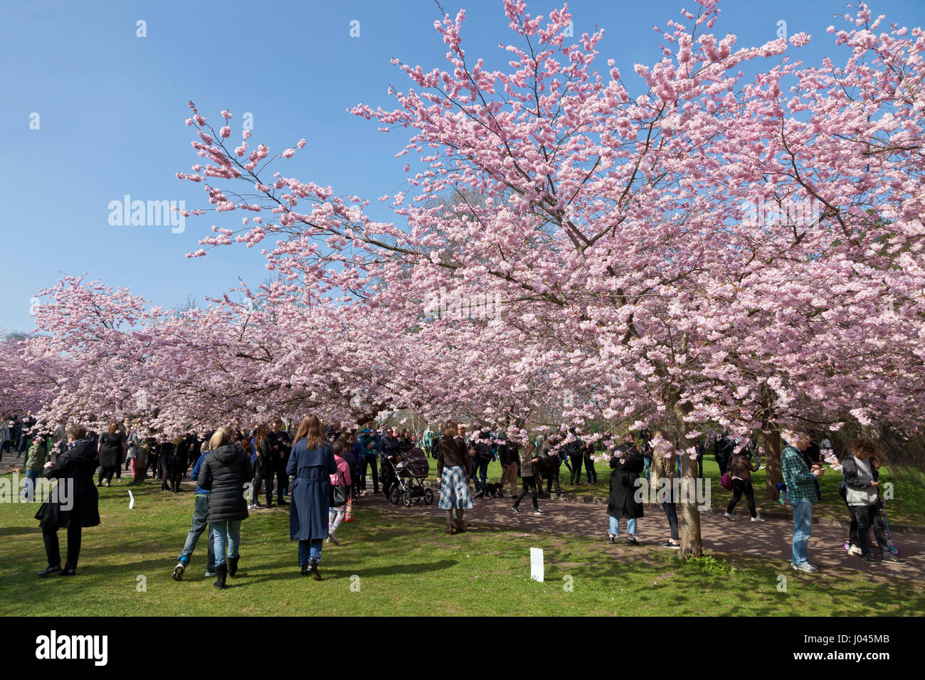 The Cherry Blossom Avenue at Bispebjerg Cemetery, Copenhagen, Denmark,  has seen  a visitor boom and has become extremely popular in recent years. Stock Photo