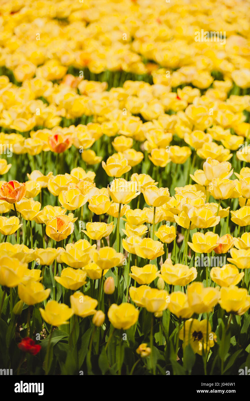 Yellow tulips in the field Stock Photo - Alamy