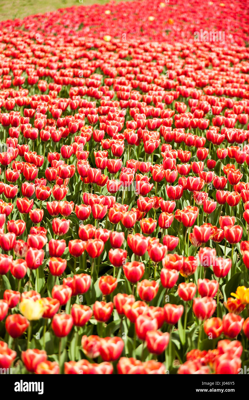 Red tulips in the field Stock Photo - Alamy