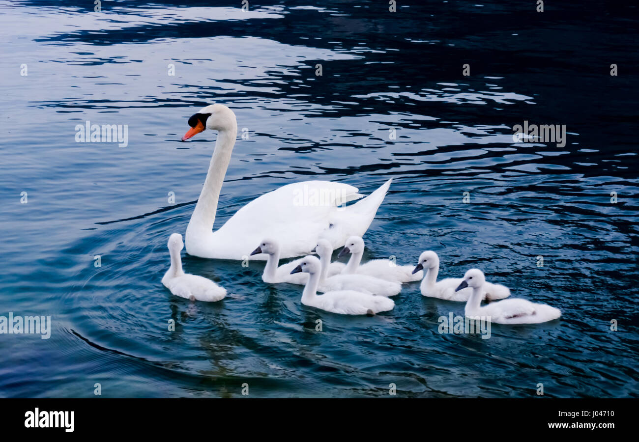 Swan with chicks. Mute swan family Stock Photo Alamy