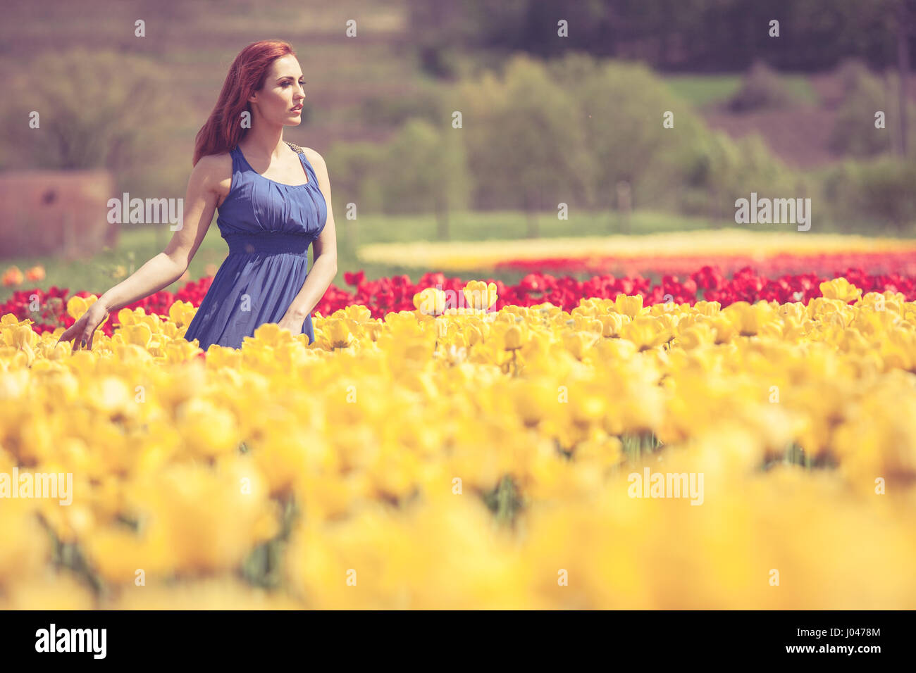 Gorgeous woman in blue dress in flower field in sunny day Stock Photo ...