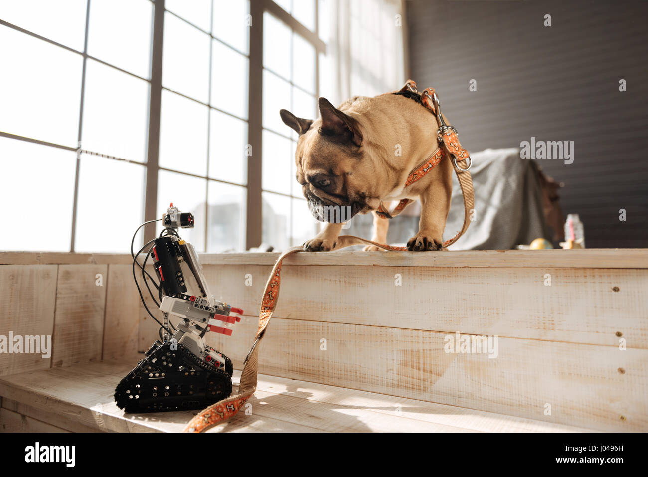 Amusing dog looking at robot of his master Stock Photo - Alamy