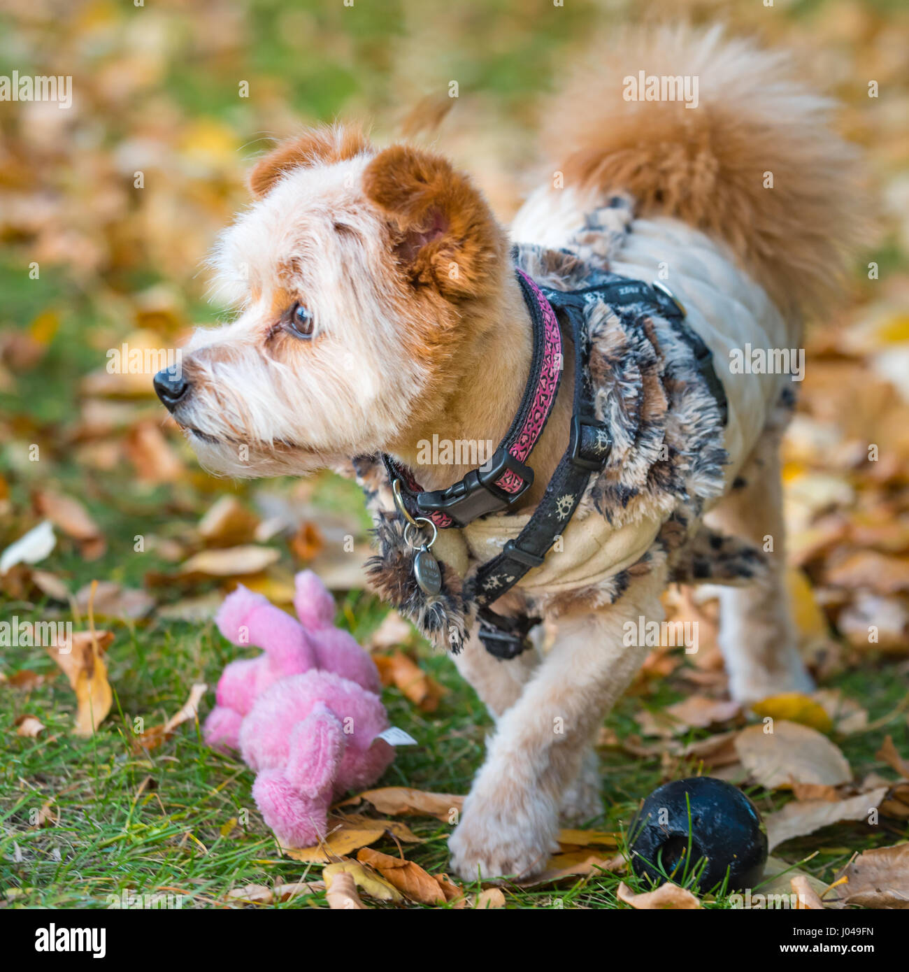 Cute dog with toy hires stock photography and images Alamy