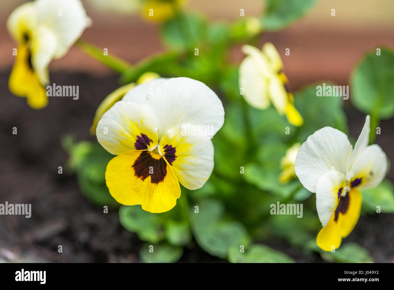 Flowering Pansy. Viola Tricolor Stock Photo Alamy