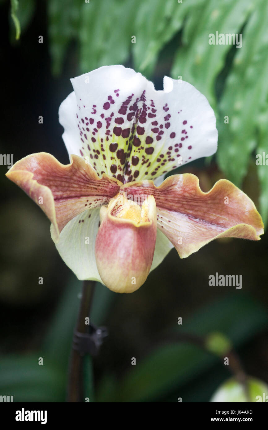 Paphiopedilum orchid. Slipper orchid Stock Photo