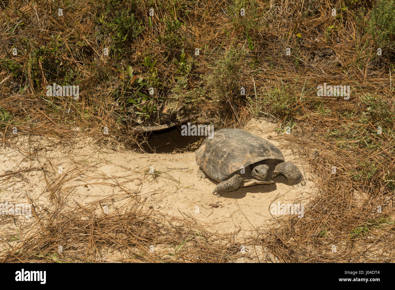 Tortoise burrow hires stock photography and images Alamy