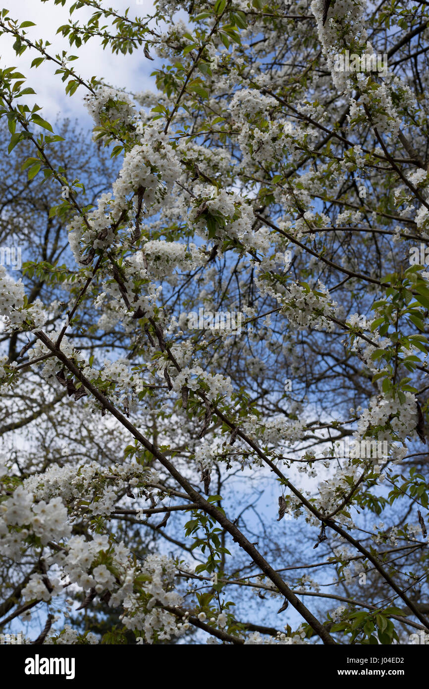 tree blossom against blue sky Stock Photo - Alamy