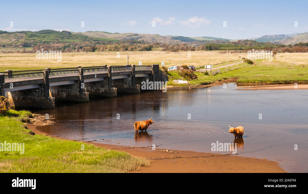 Long-haired Highland cattle cool down in a river estuary at Crinan salt marshes in Argyll in the south west Highlands of Scotland. Stock Photo