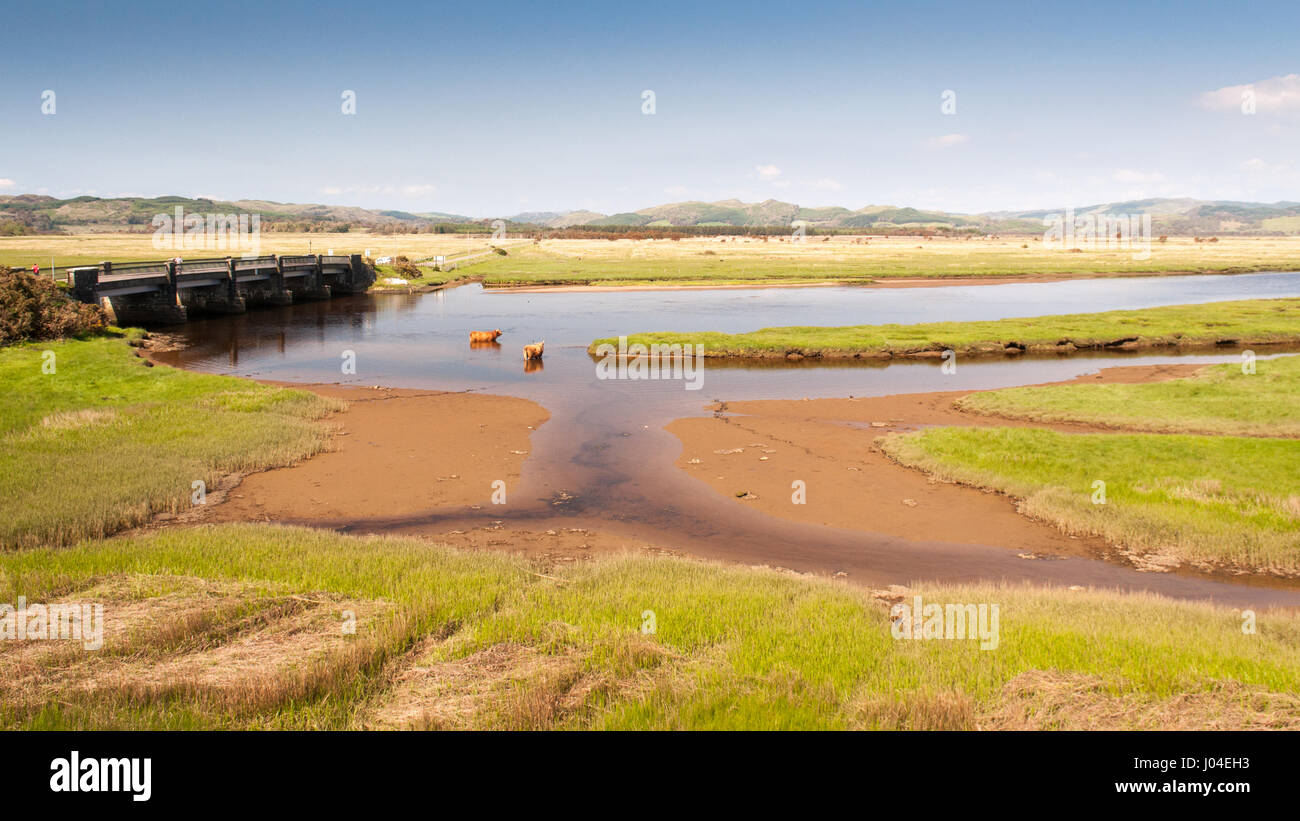 Long-haired Highland cattle cool down in a river estuary at Crinan salt marshes in Argyll in the south west Highlands of Scotland. Stock Photo