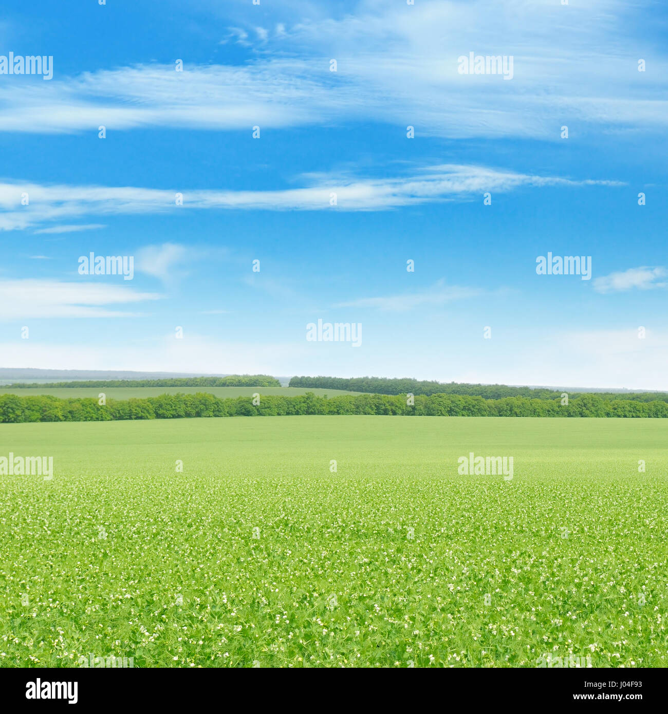 green field and blue sky with light clouds Stock Photo - Alamy